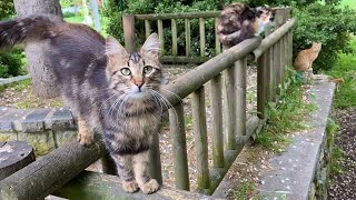 Many beautiful cats living in the park. I gave them food.