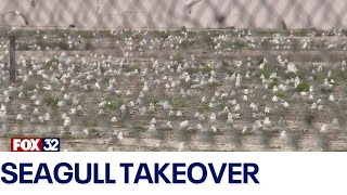 Seagulls take over Milwaukee lakefront