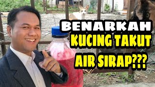 BENARKAH KUCING TAKUT AIR SIRAP?                                             #cat #cutecat #funnycat