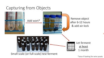 Brewing Wild - A Talk to the Jersey City Brew Club