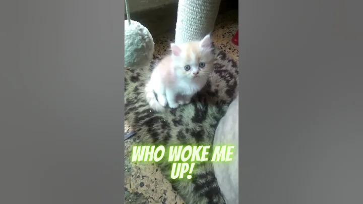 Watch the video about #Golden Kitten #streetwise kitty #Persian kitty #who woke me up #STREETWISE KITTY
