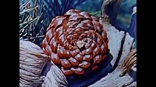 1959 唐老鴨數學冒險之旅：01115 01340 大自然中的黃金比例