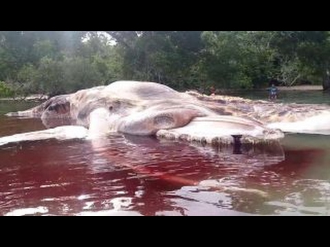 Massive mystery sea creature washes up on shore (Picture)