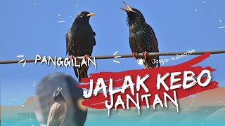 Panggilan Suara Burung Jalak Kebo Jantan Gacor \u0026 Lantang | Cocok untuk Masteran dan Pancingan