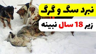 جنگ سگ و گرگ | زیر 18 سال نبینه ⛔