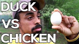 DUCK VS CHICKEN  Eggcellent reasons to raise DUCKS!