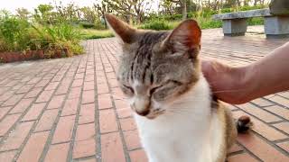 腰トントンをすると不思議な表情をする野良猫
