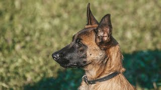 Why You Shouldn't Get a Belgian Malinois? 🚫🐾 | Important Considerations Before Getting This Breed