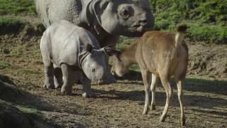 Baby Rhino Explores His World