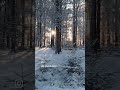 walk of wonders #naturereels #cinematicreels #darknature #forestwalk