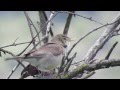 Eastern Olivaceous Warbler Iduna Pallida Eastern Olivaceous Warbler Iduna Pallida