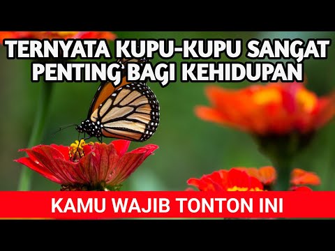 Video: Manfaat Taman Kupu-Kupu: Bagaimana Kupu-Kupu Baik Untuk Taman