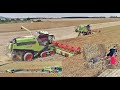 Power Centrum Janík SK  2x Claas Lexion 795 Limited Edition ? Rapsernte rapeseed harvest 2020