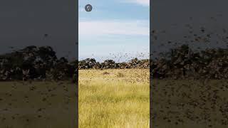 Bandos gigantes de Queleas africanas #birds #birdwatching #africa