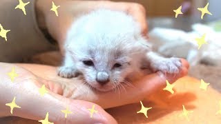 【国内即発】青い目のねこちゃん☆アリストキャット☆シルバー♪ mqdefault.jpg