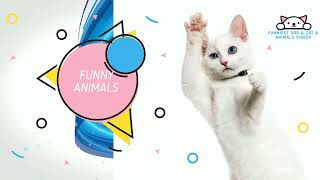 Funny Dog & Cat & Animals Videos That Will Make You Laugh 2022 33