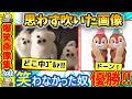 【声出たw】腹筋壊れる面白画像見て震えて眠れ!!【2ch】