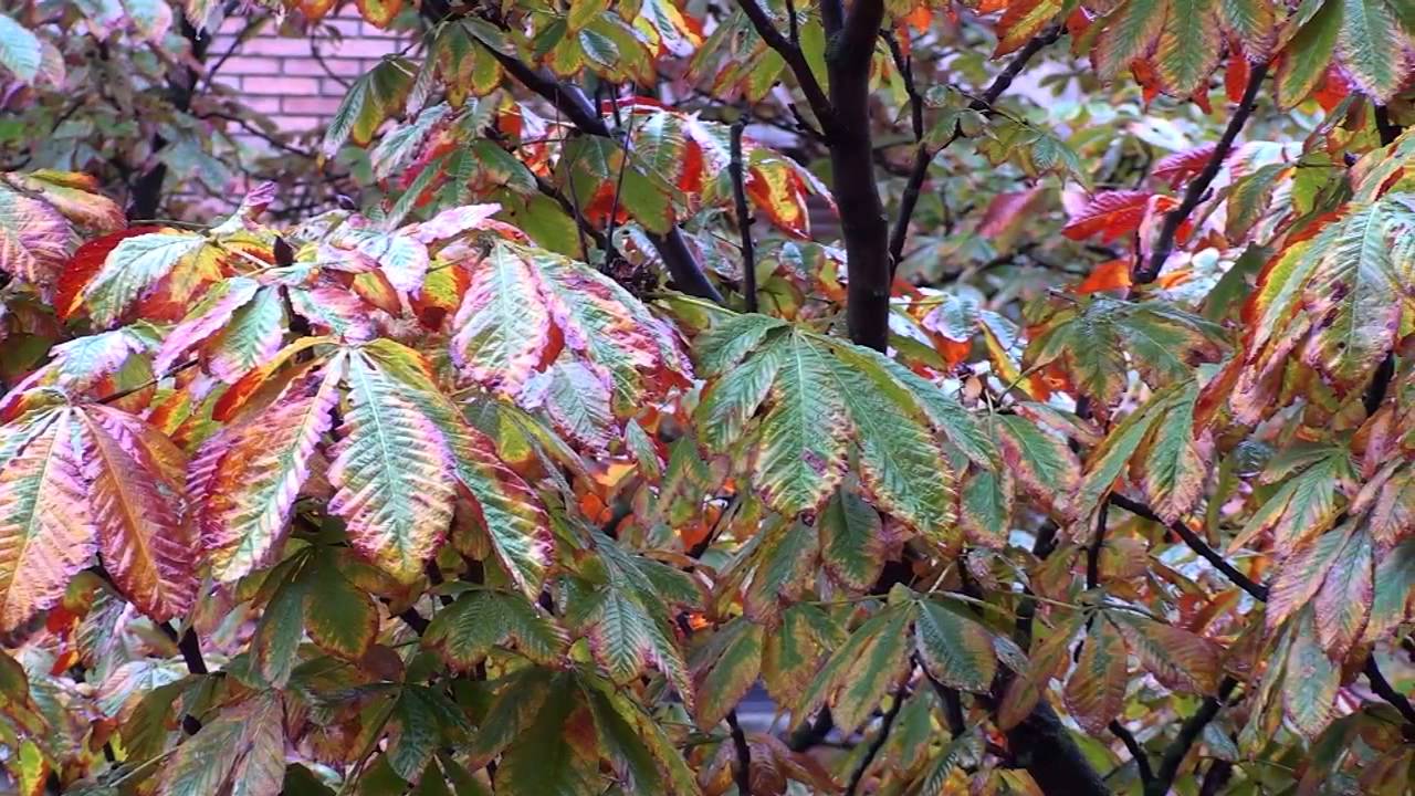 El Otoño desde mi ventana navarra pais vasco