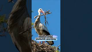 7 Fakta Unik Burung Bangau yang Jarang Diketahui! | El Coco #faktaunik #shortsviral #shorts