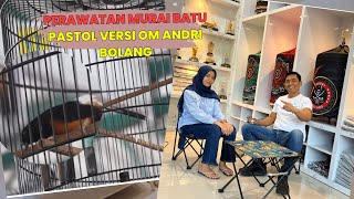 Perawatan Murai Batu Pastol Versi Om Andri Bolang 🔥😎 