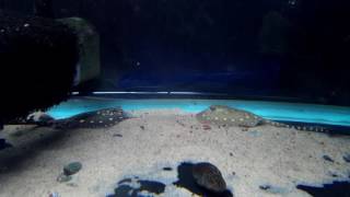 Potamotrygon Leopoldi X Motoro Hybrids