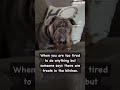 English bulldog is so sleepy but he heard the word treat. #sleepydog #funny #englishbulldog #dog