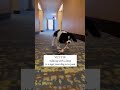 There are many reasons your pet could be limping! Don’t dismiss it!