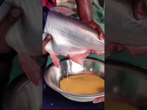 Vídeo: Os peixes-cirurgião são raros no cruzamento de animais?