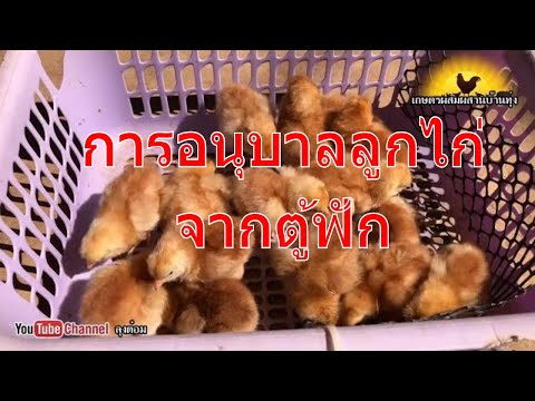 วีดีโอ: วิธีการเลี้ยงลูกไก่เนื้อฟักไข่