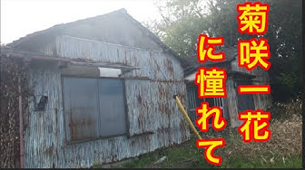 菊咲一花 Youtube