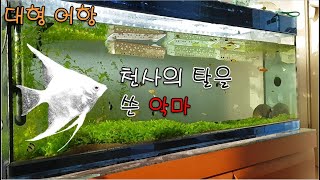 천사의 탈을 쓴 악마 물고기! 대형어항에 키워보자! 엔젤피쉬! 열대어, 키우기, 사육, 물고기, 베타, 구피, 플래티, 몽크호샤, 샤페, 비파