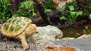 Building a Pond For Albino Snapping Turtles! With Serpa Design and Dan the Turtle Man!!