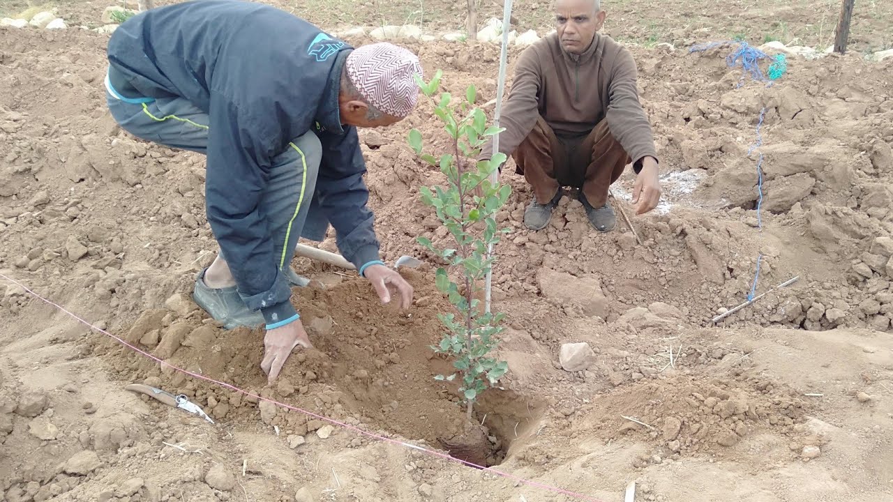 بداية غرس أشجار الخروب+معلومات مهمة عن المسافة الصحيحة بين شجرة وأخرى+عمق الحفرة والسقي بعد الغرس..