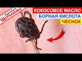 ЧЕСНОК, КОКОСОВОЕ МАСЛО и БОРНАЯ КИСЛОТА против КЛЕЩЕЙ!