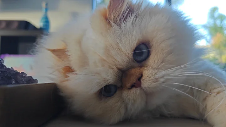 Watch the video about Fat Boy is a beautiful Himalayan Persian Cat ❤️