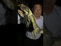 危険生物を捕まえた！指を咬み切られないように注意です ≫生物ハンター加藤英明【公式】かとチャン