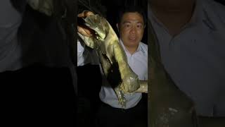 危険生物を捕まえた！指を咬み切られないように注意です ≫生物ハンター加藤英明【公式】かとチャン
