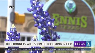 Bluebonnets Will Soon Bloom In East Texas