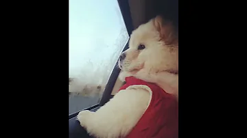 Chow chow puppy watches car pass by