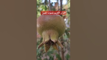 القرآن الكريم بصوت جميل #قرآن #اكسبلور #تيك_توك #ترند