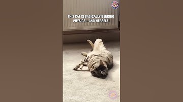 Bengal Cat Goes FULL Noodle Mode on Catnip Stick! 😂🐾