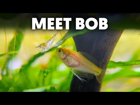 Will Honey Gourami Eat Shrimp