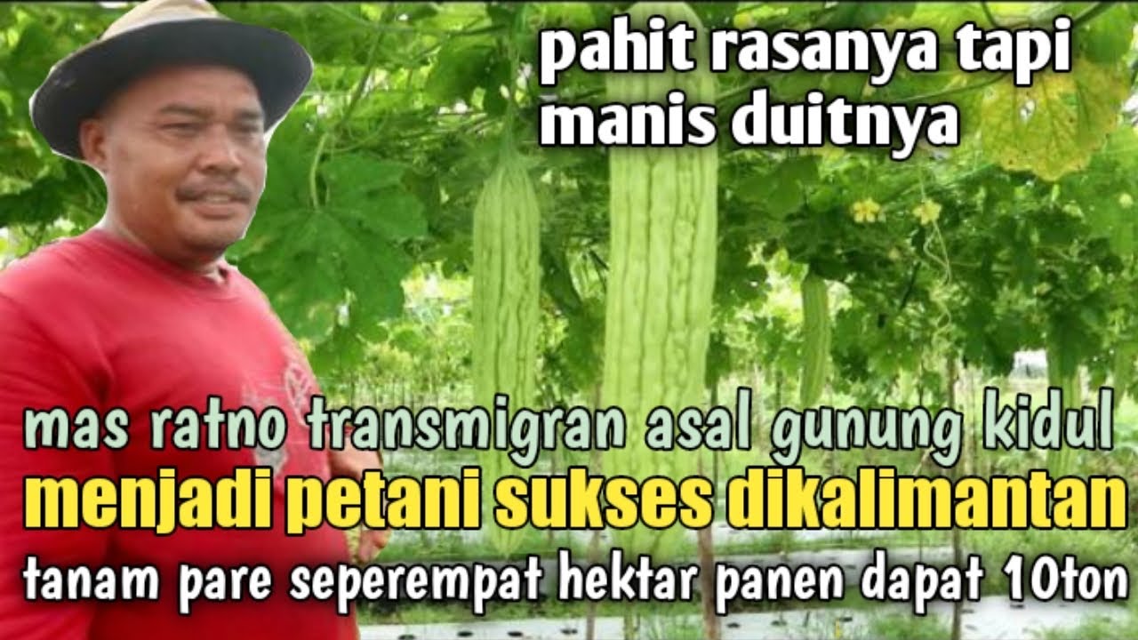 MAS RATNO ASAL GUNUNG KIdUL SUKSES TANAM PARE DI TANAH GAMBUT KALIMANTAN