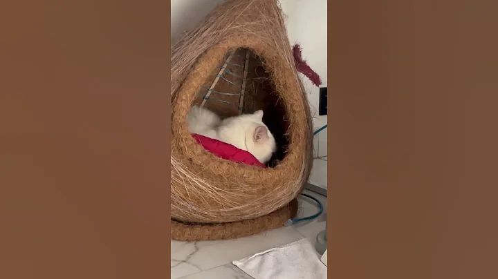 Watch the video about Ragdoll cat #cat #animallife #kitten #babyanimal #babycat #pets #catlife ￼