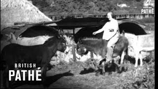 Donkey Farm (1936)