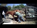 Aztec Stud loading our new Andalusian Foal Chillido AKA Diablo Update below