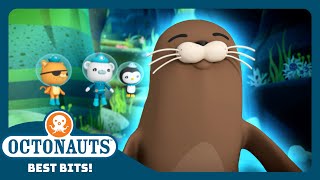 @Octonauts - 🛟 Harry the Harbor Seal 🦭 |  Season 3 | Best Bits! | Underwater Sea Education