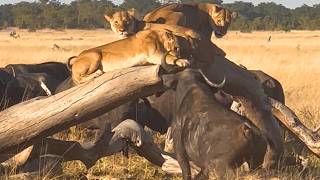 Buffaloes Trap Lion Pride Up Tree When Hunt Goes Wrong