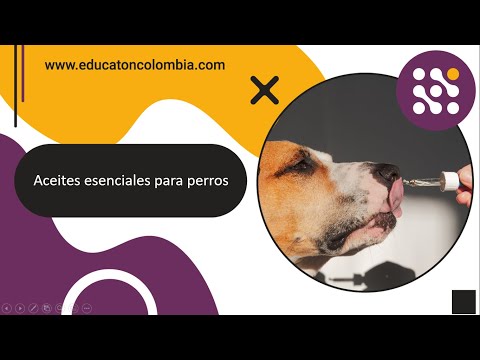 Video: 5 aceites esenciales de aromaterapia seguros que pueden ayudar a su perro