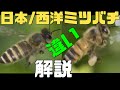 日本と西洋ミツバチ違いとは？比較解説　字幕付き　日本蜜蜂【日本ミツバチ庭先養蜂】【庭先養蜂家】